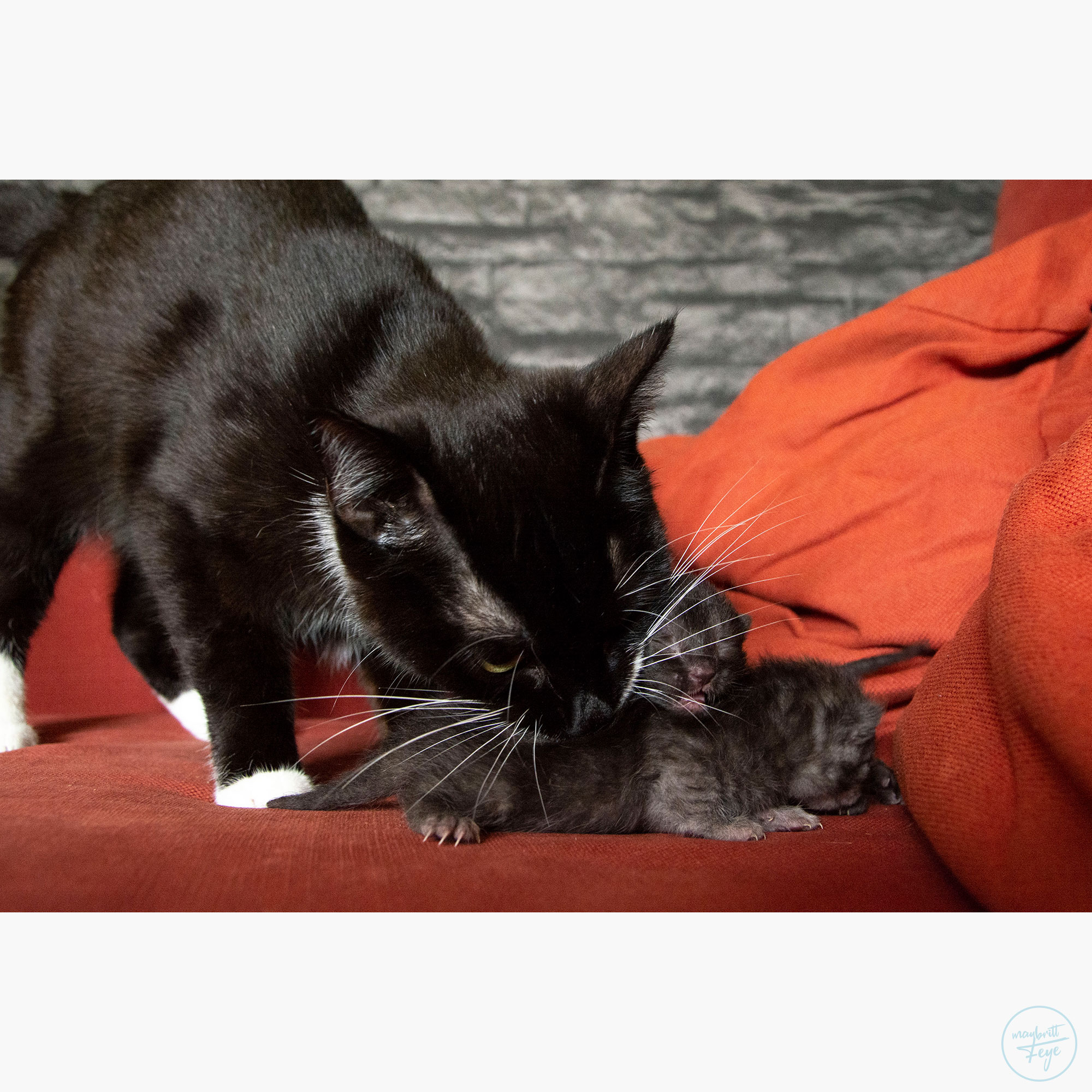 Katzenmutter mit Kitten